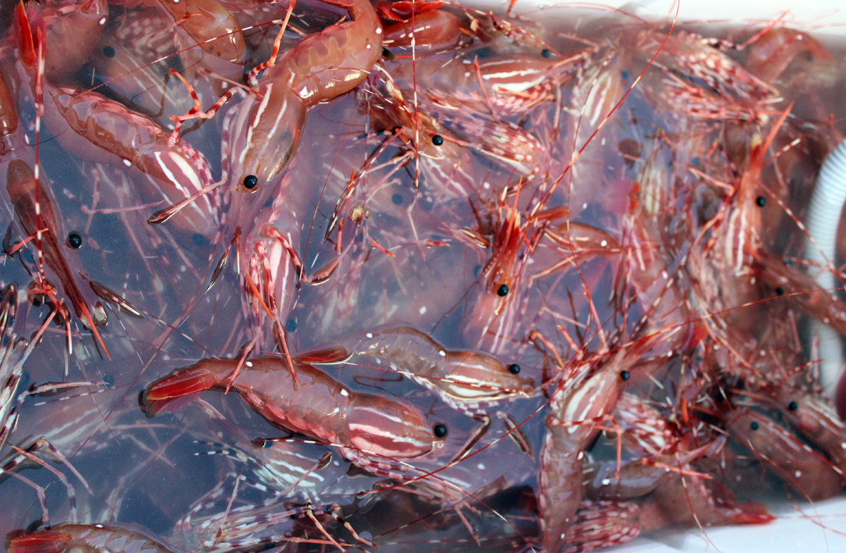 How to Catch Spot Shrimp Riptidefish