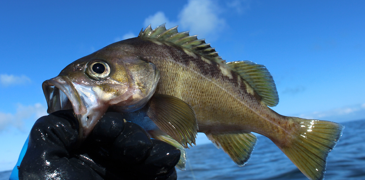 Westport Yellowtail Rockfish