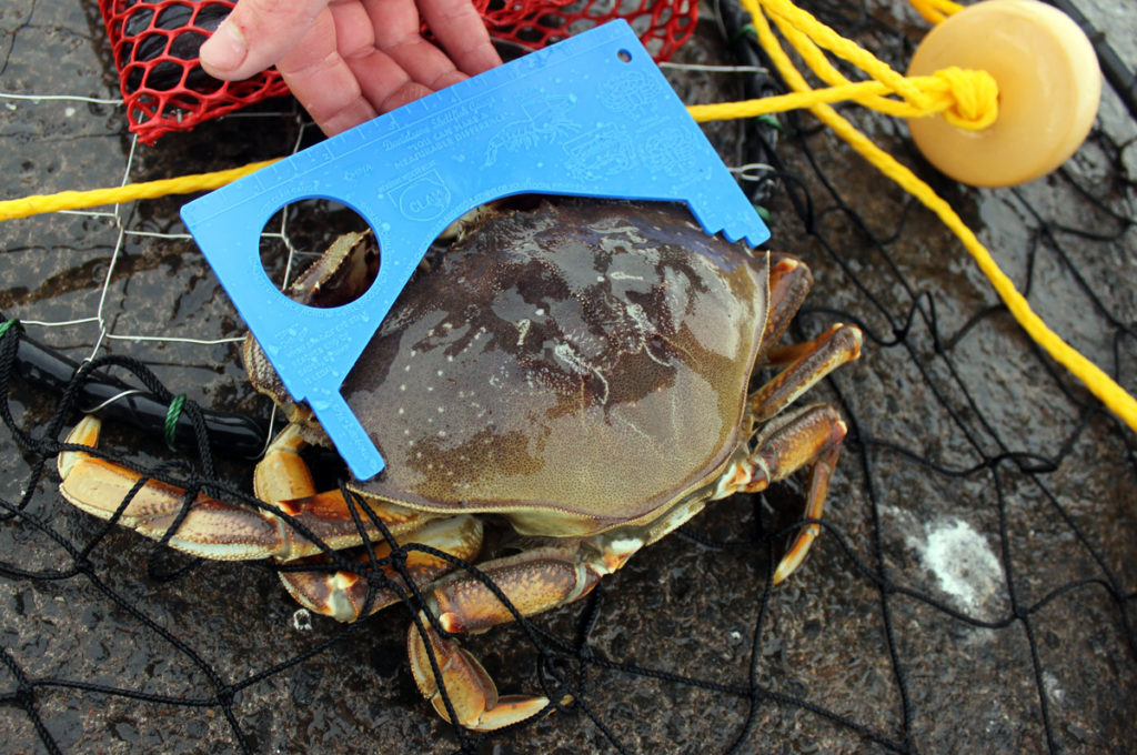 The Ultimate Puget Sound Dungeness Crabbing Guide Riptidefish