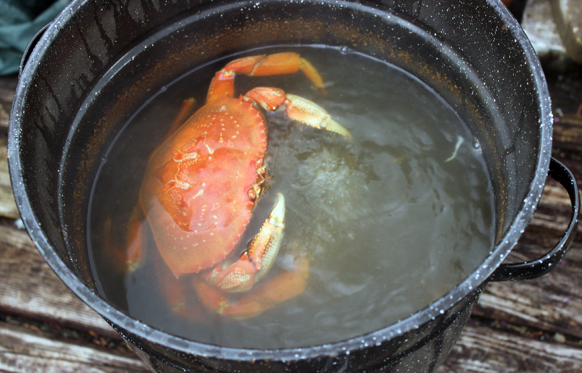 Dungeness Crab Cooking