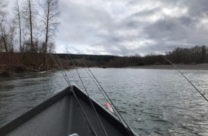 Pulling plugs was the most productive tactic today, we hooked two Steelhead and landed one of them.