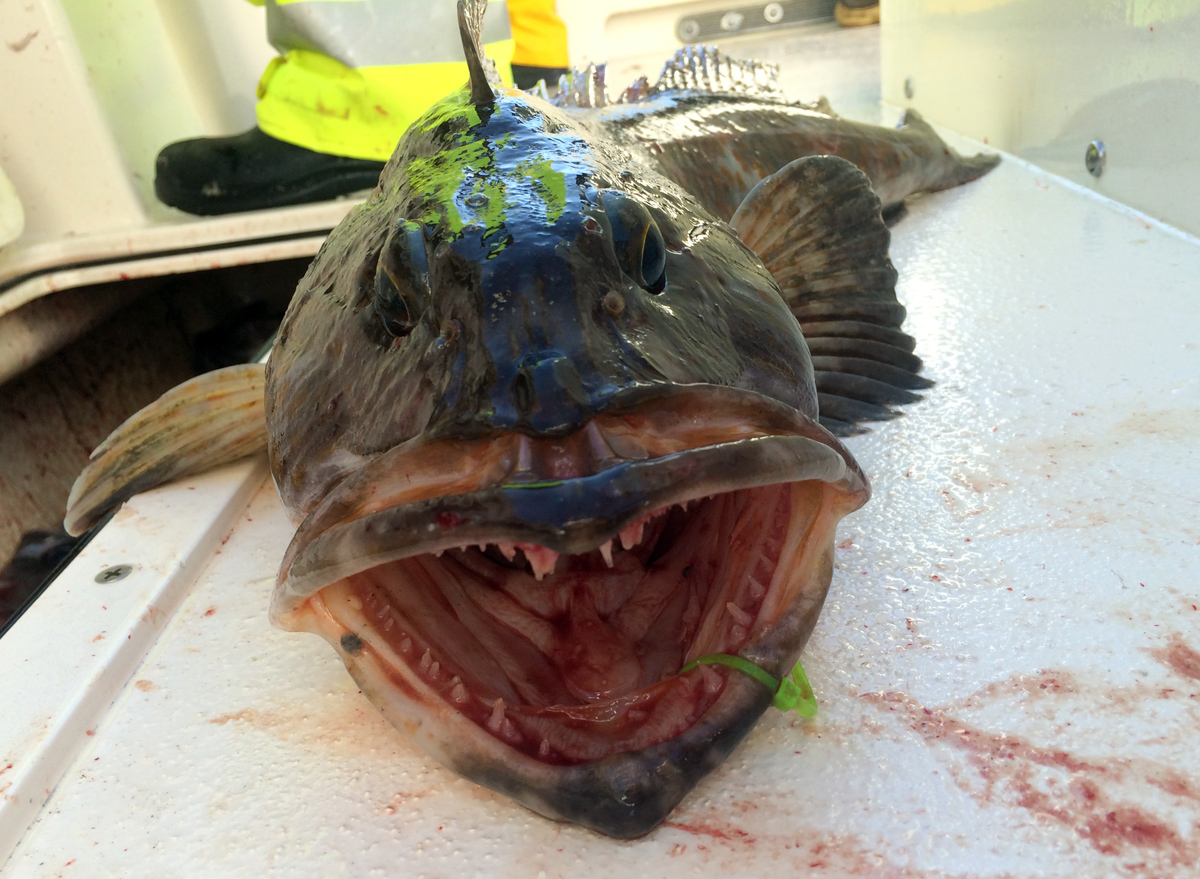Lingcod - Riptidefish