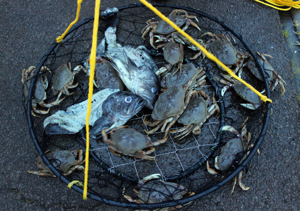 Crabbing for Dungeness in Westport Washington
