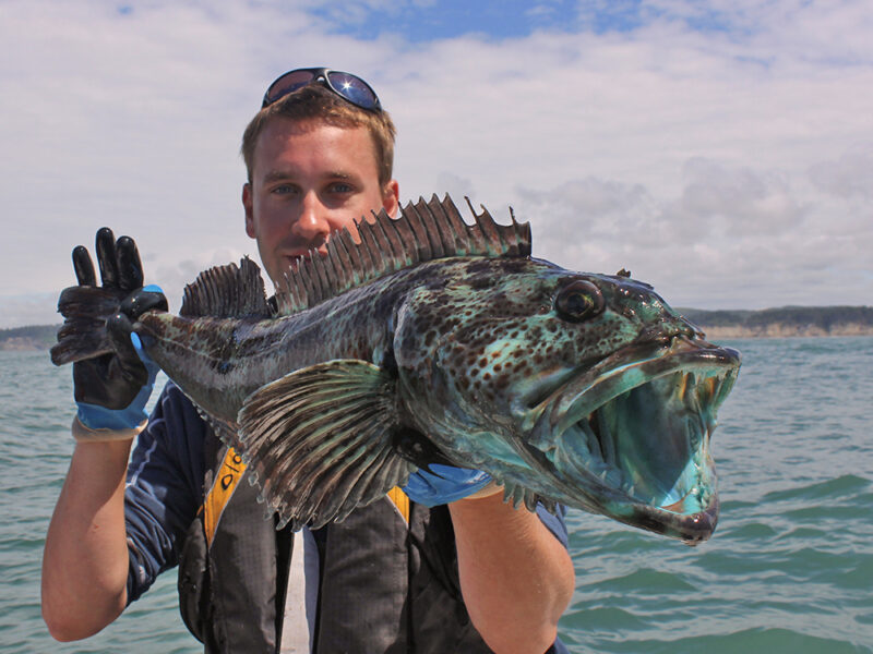 How to Catch Lingcod Fishing