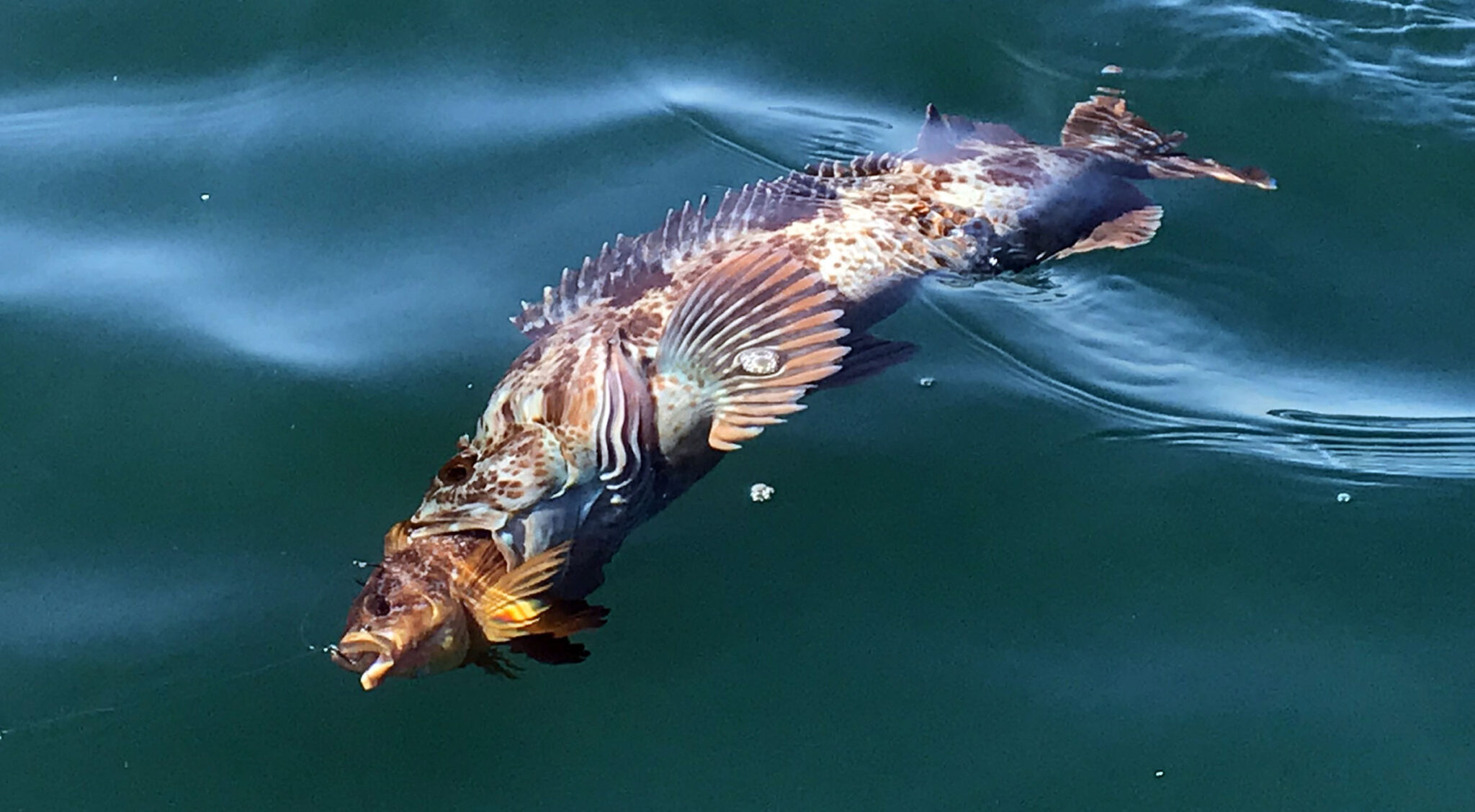 How to Catch Lingcod