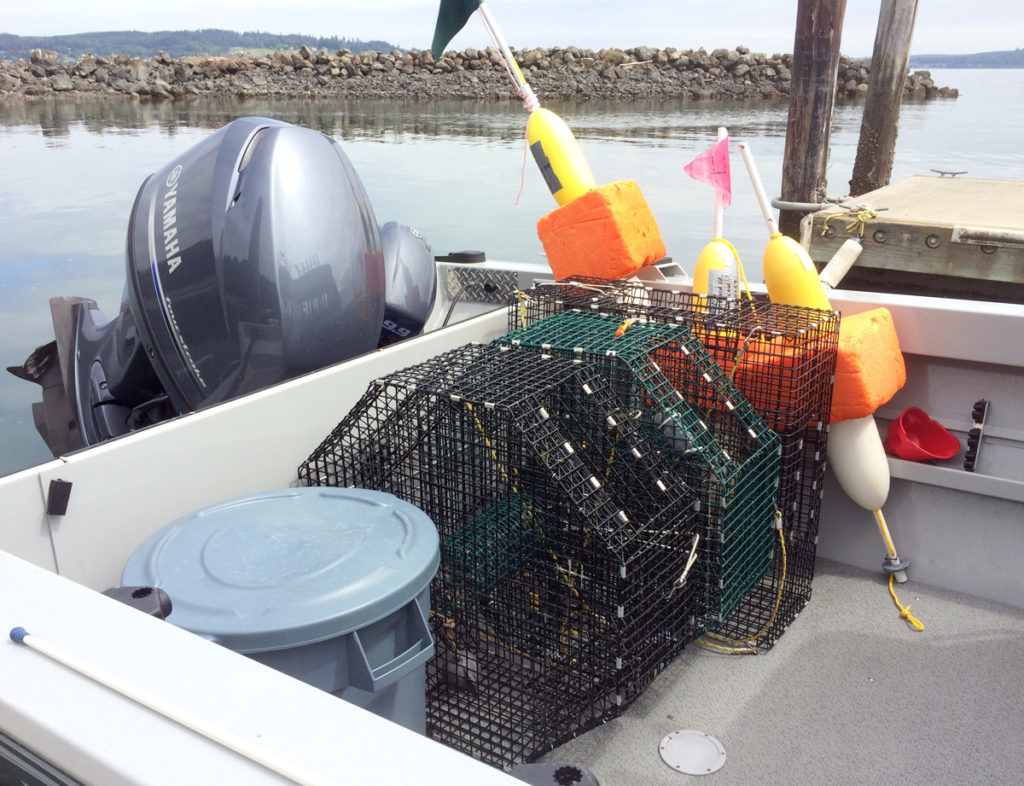 How to Catch Spot Shrimp