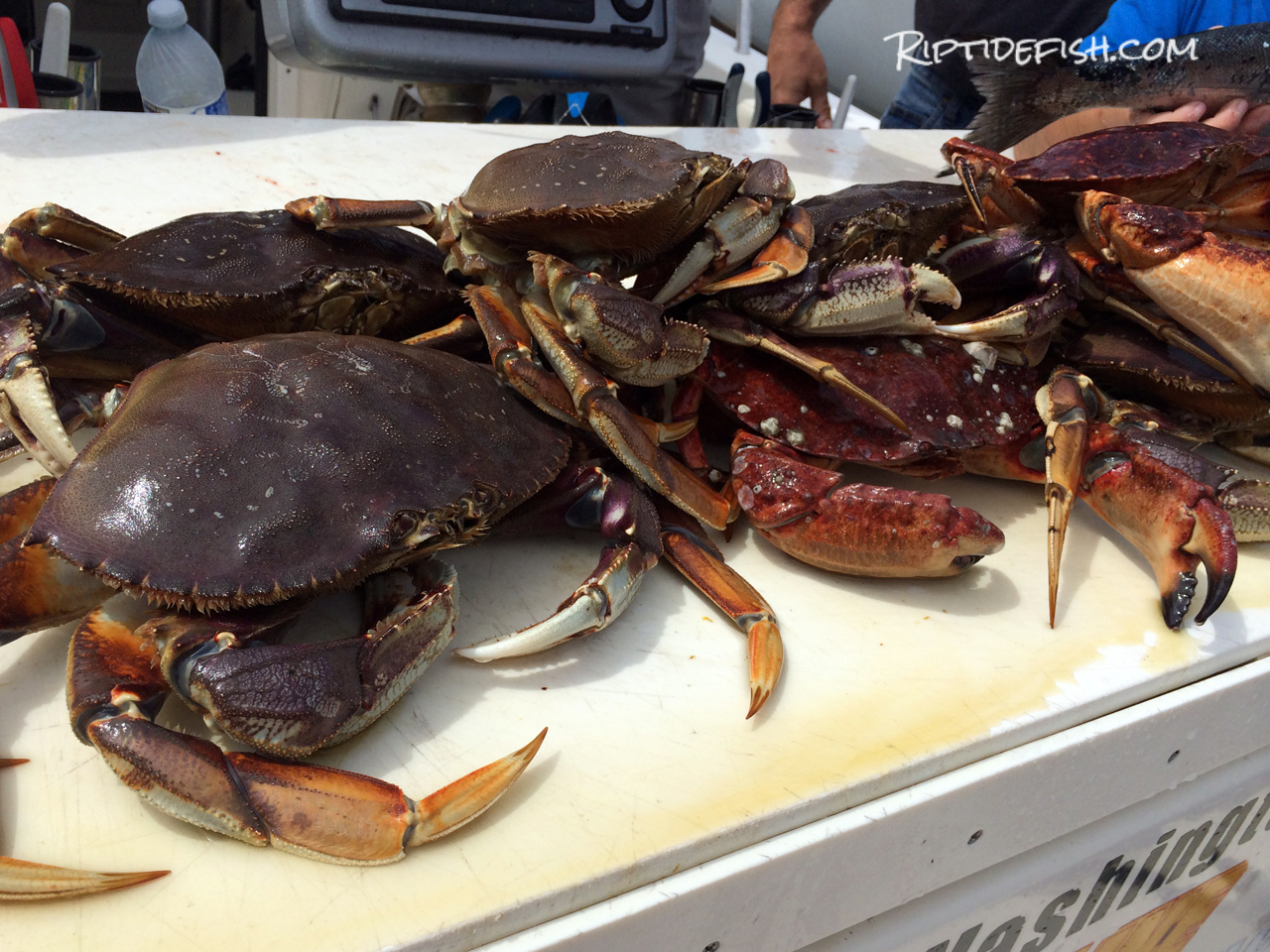 Freshly caught Dungeness Crab from Puget Sound, Washington.
