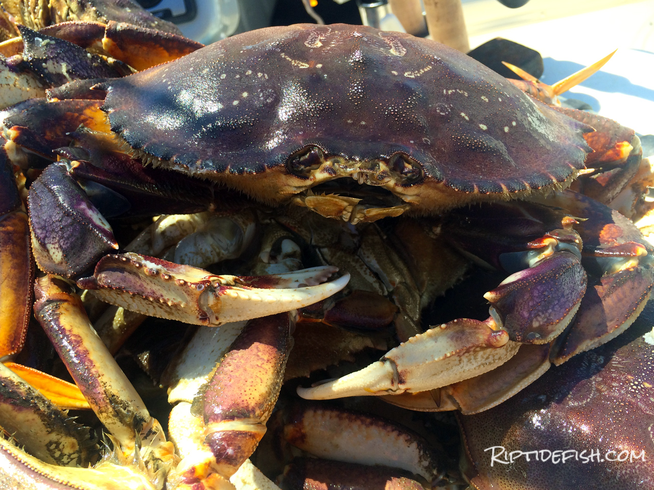 Puget Sound Dungeness Crab