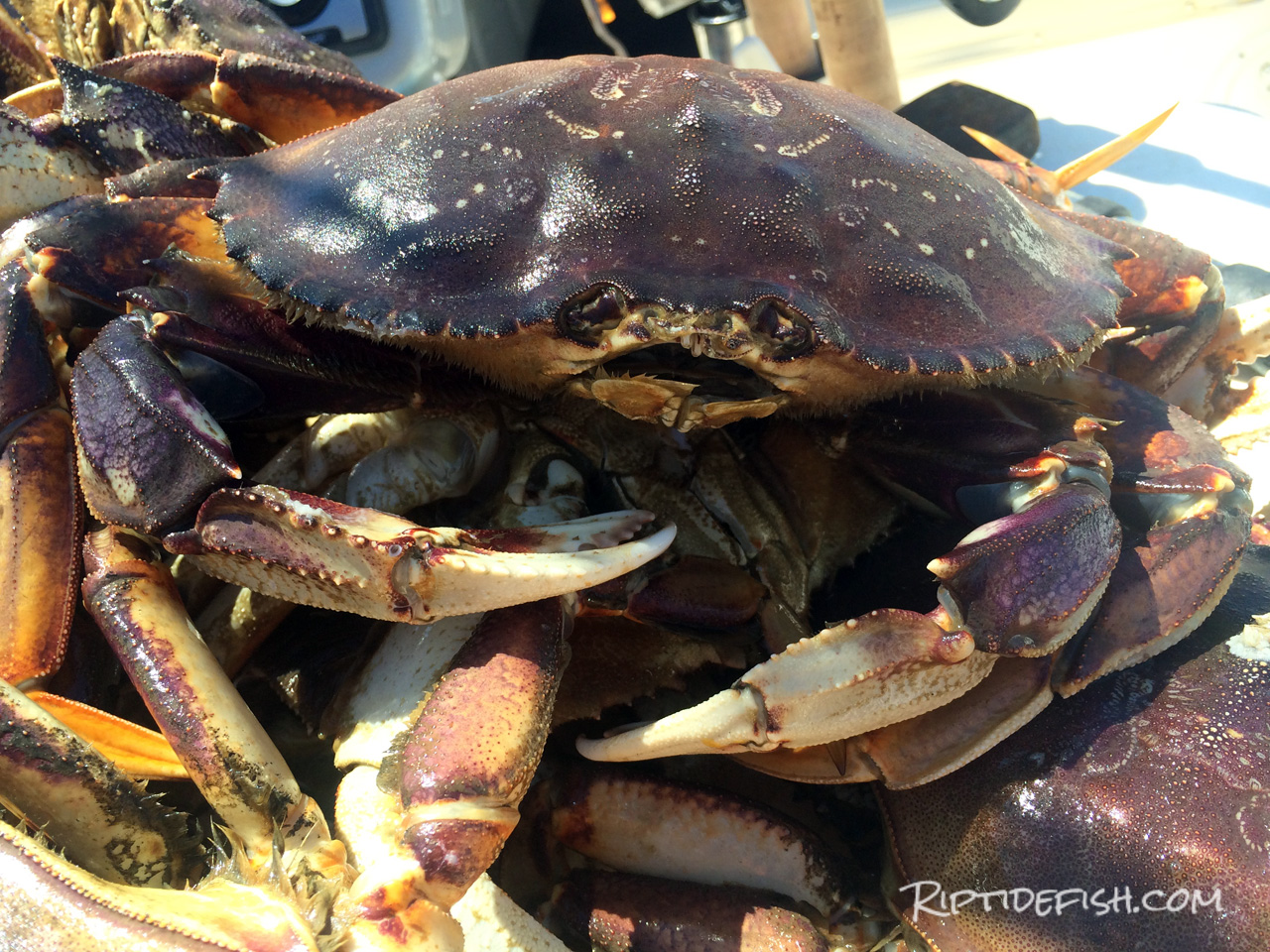 Rigging and Setup for Dungeness Crab