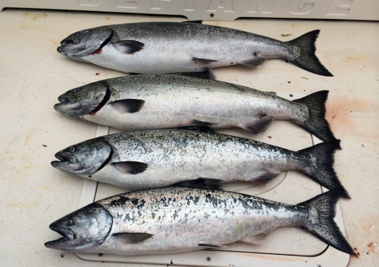 Helpful Tips For Brining Herring