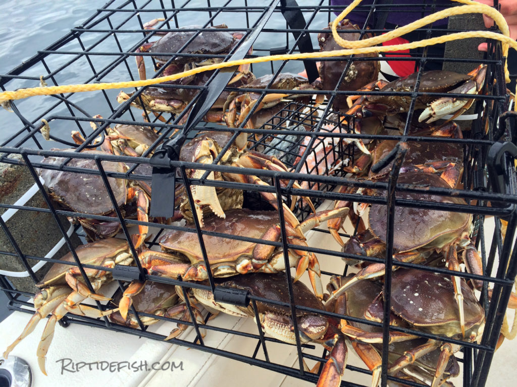 The Ultimate Puget Sound Dungeness Crabbing Guide Riptidefish