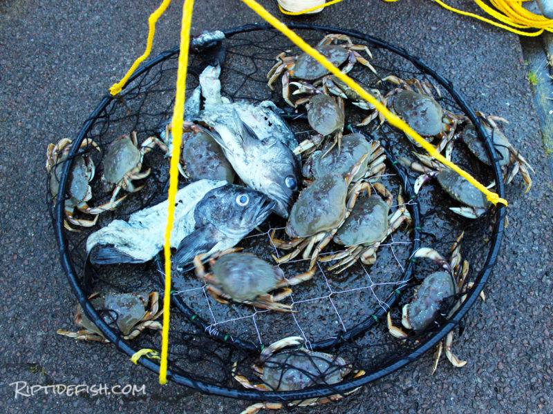 Rigging and Setup for Dungeness Crab