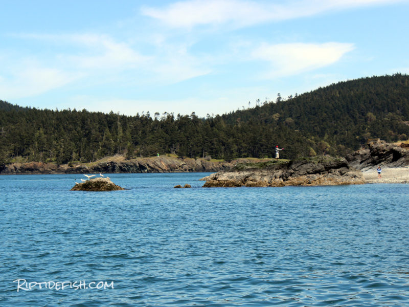 Lingcod Jetty Fishing in Washington