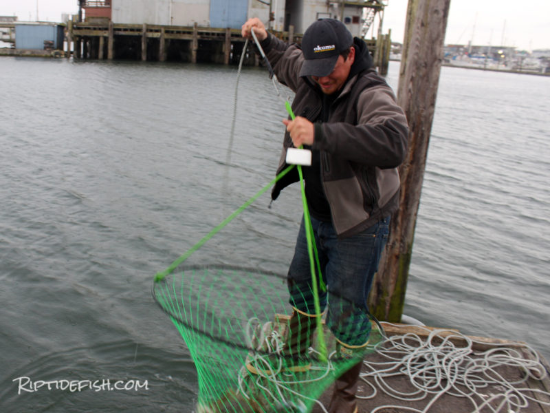 Rigging and Setup for Dungeness Crab
