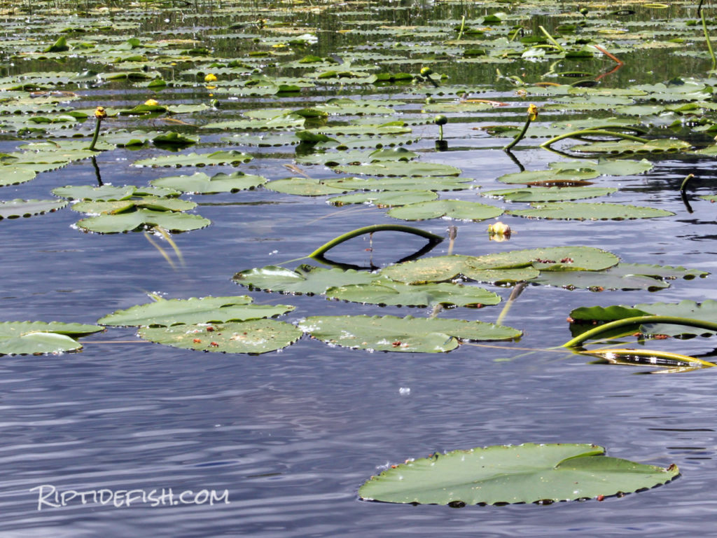 Green Lake Trout Fishing in Seattle