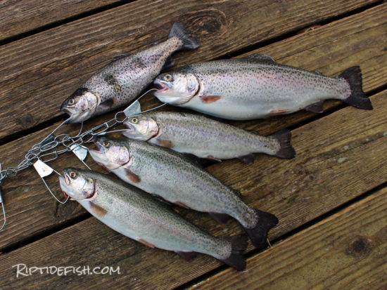 Green Lake Trout Fishing In Seattle
