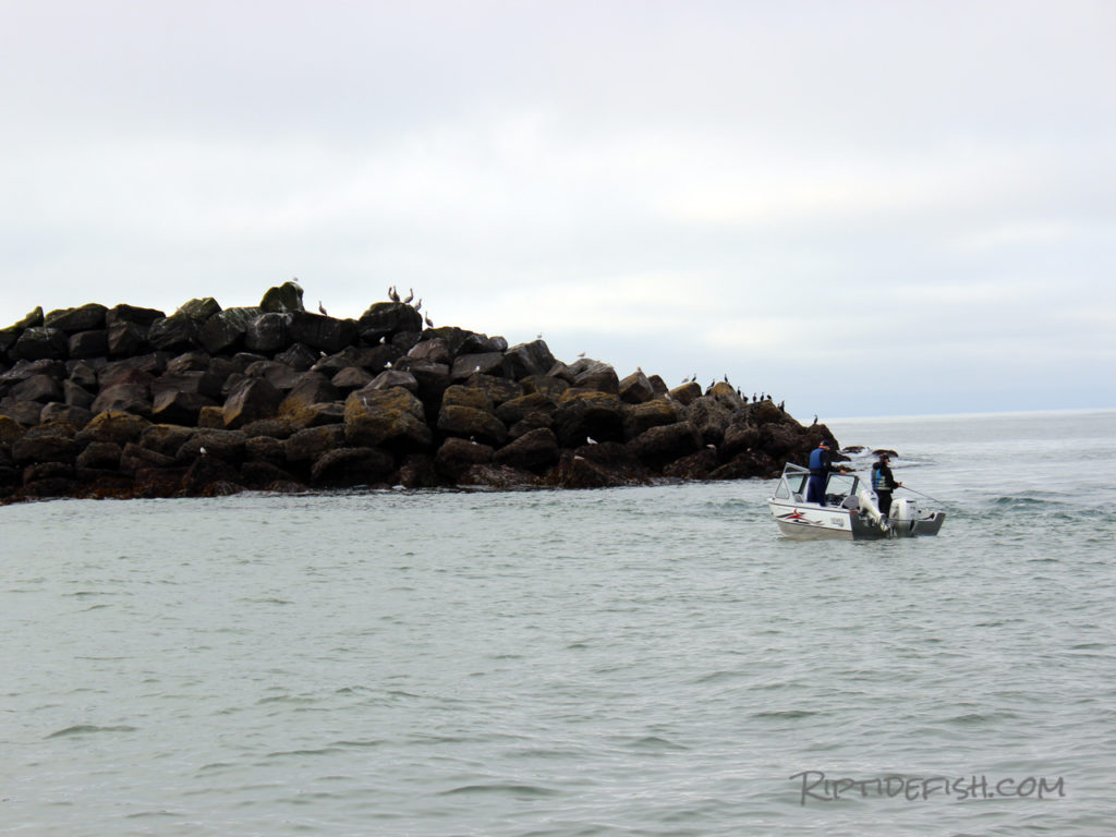 Lingcod Jetty Fishing in Washington
