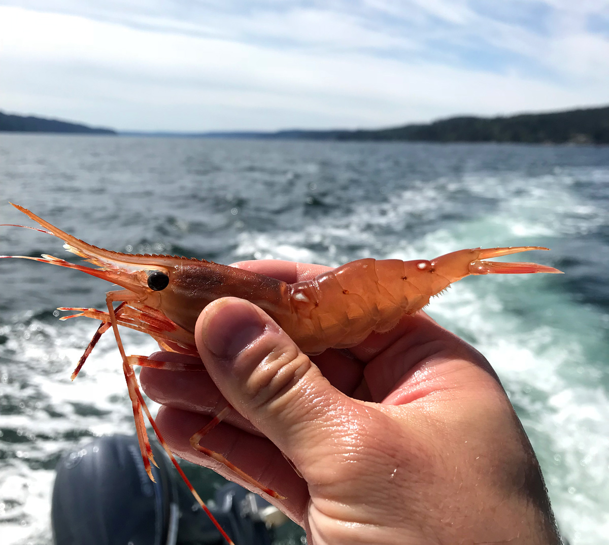 A Simple Guide to the 2023 Shrimping Seasons in Washington