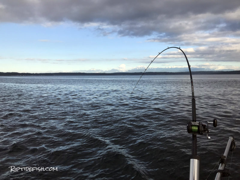 Resident Coho Salmon Fishing Seattle