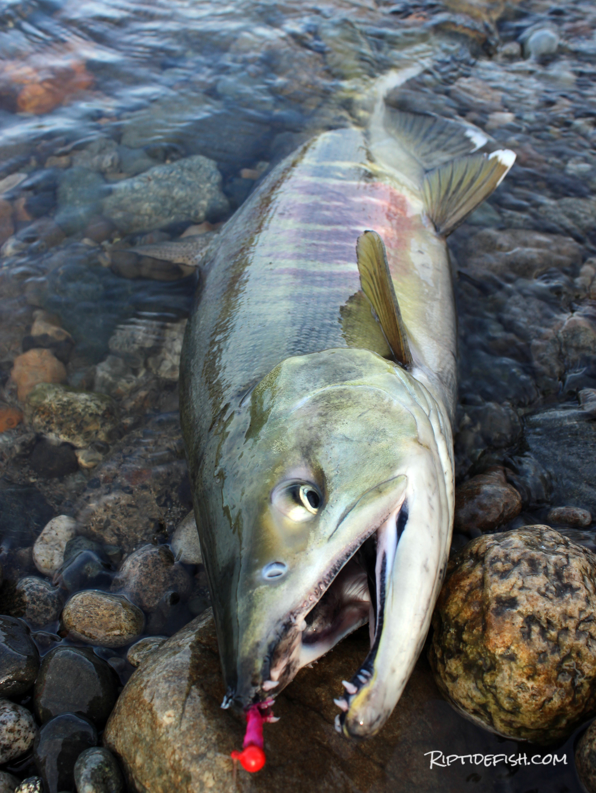 Snohomish River Chum Salmon Fishing