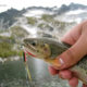 Fishing Washington Alpine Mountain Lakes