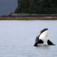 Puget Sound Orca Whale