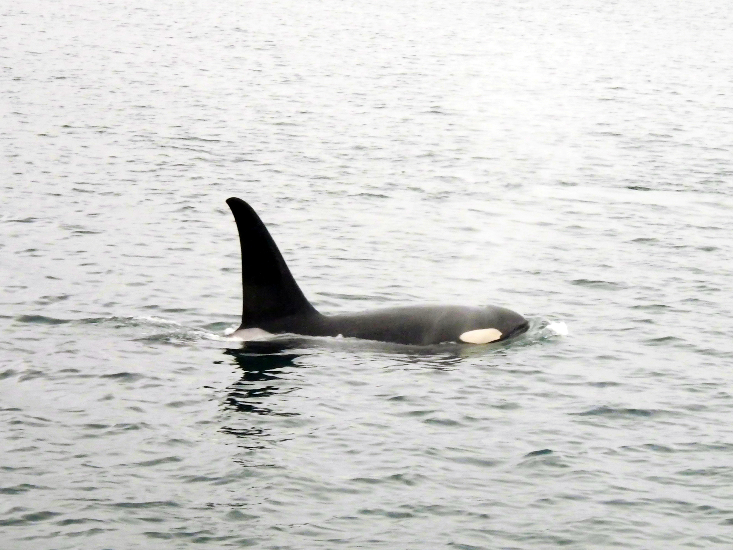 Puget Sound Orca Whales