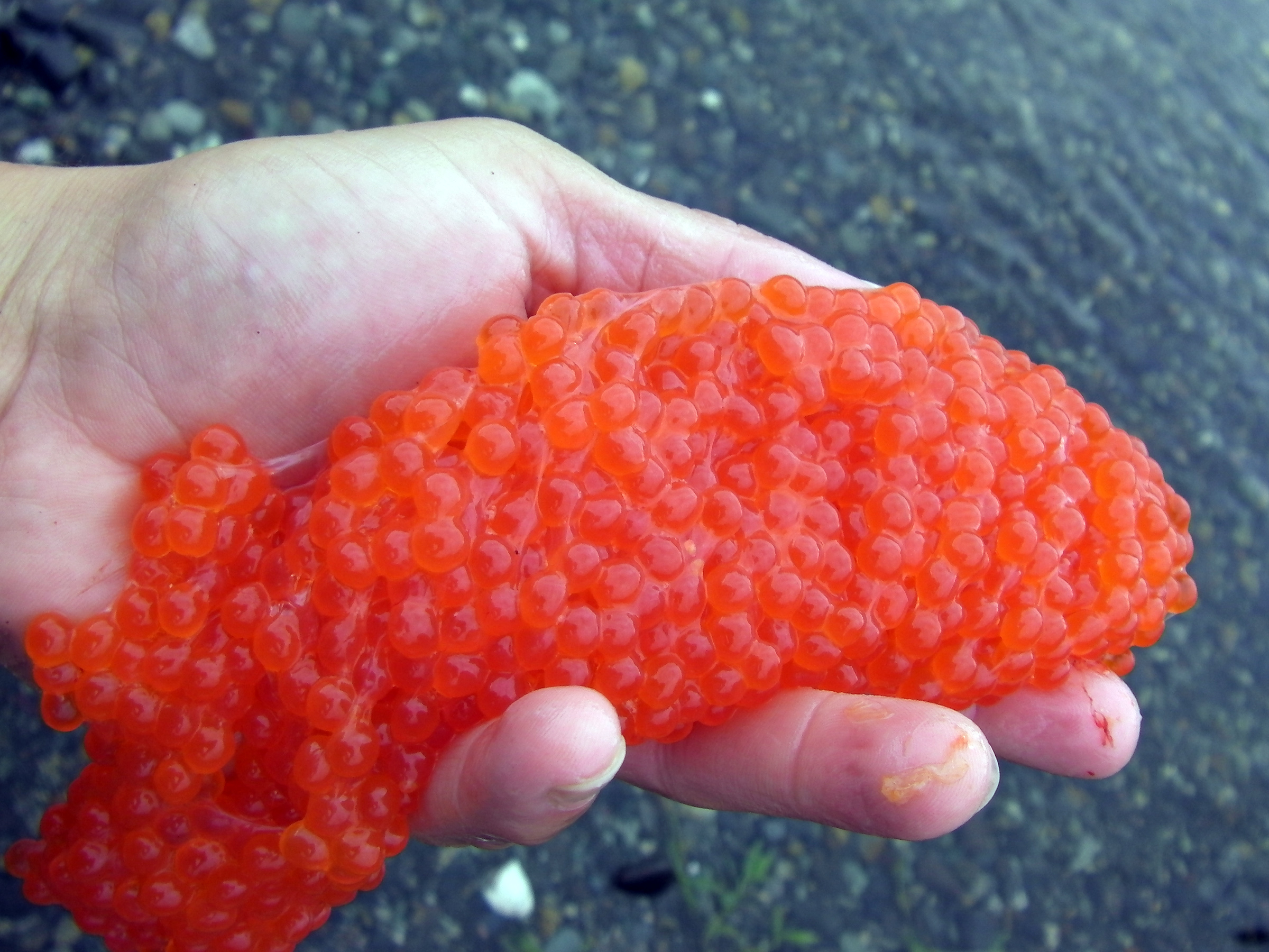 Here is a salmon egg skein that was removed from the salmon right after it was caught and bled. 