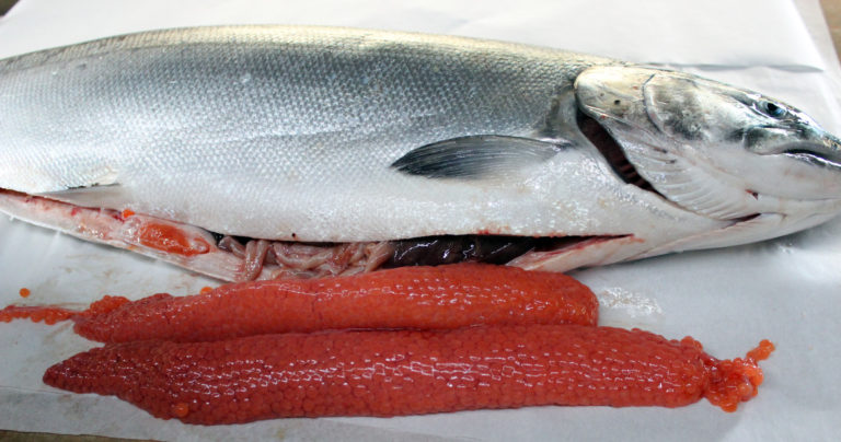 How to Cure Salmon Eggs