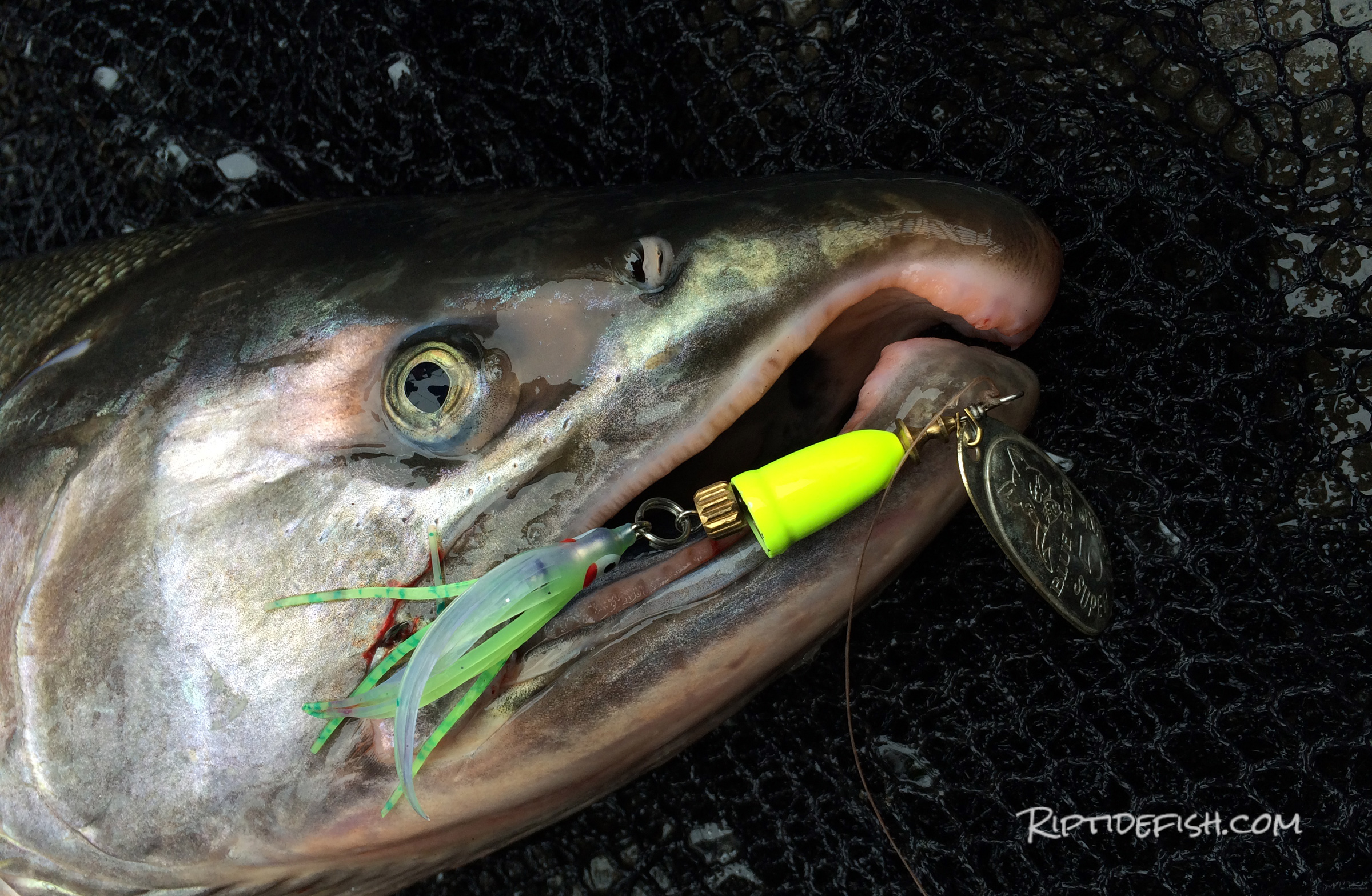 Coho Salmon spinner fishing lures