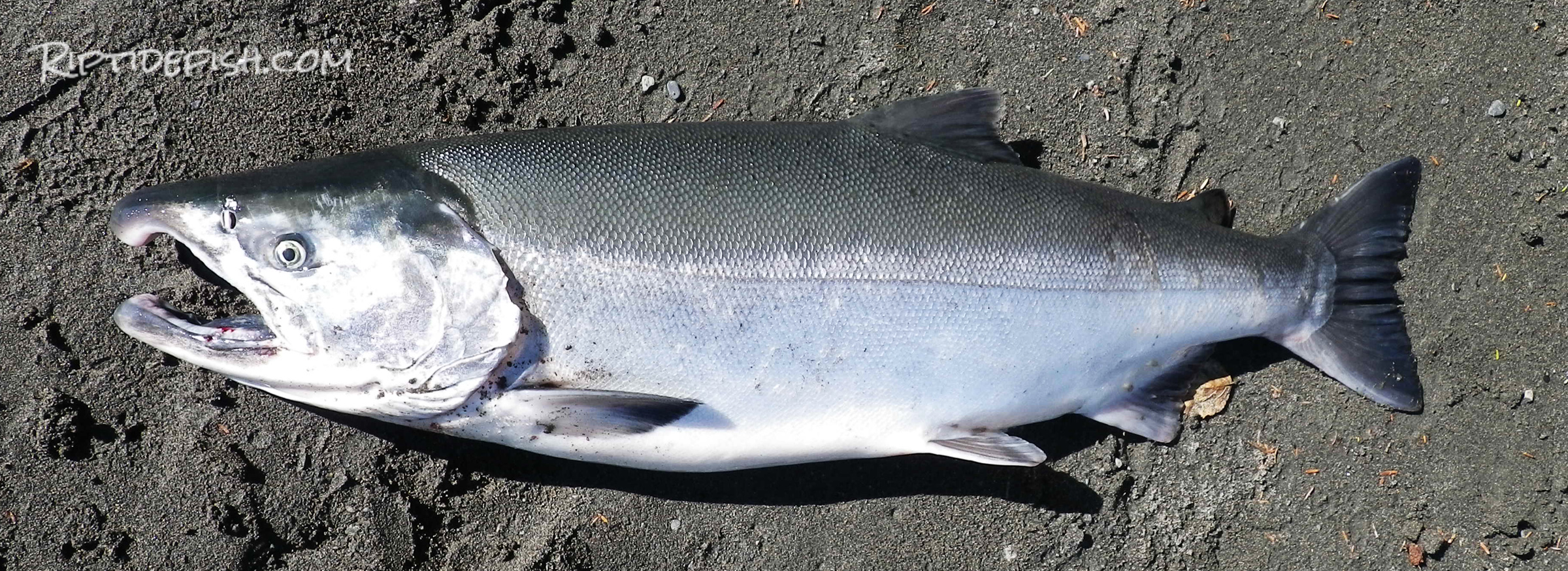 Spinners for Coho Salmon