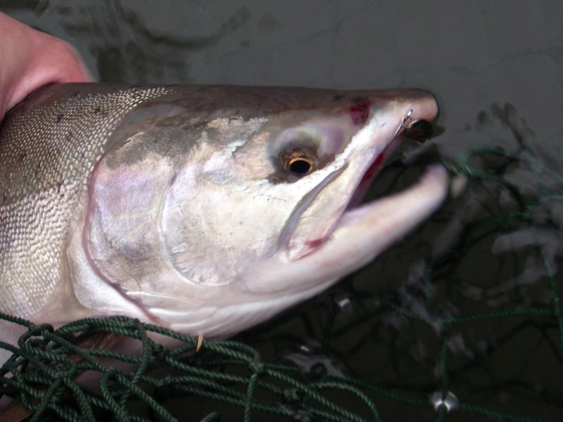 Pink Salmon fishing lures