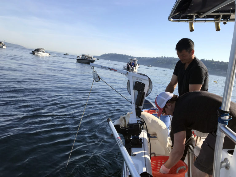 Puget Sound Spot Shrimping and Lingcod Report