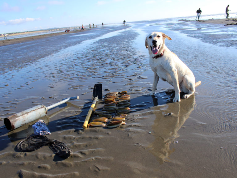 First Razor Clam Dig for 2021