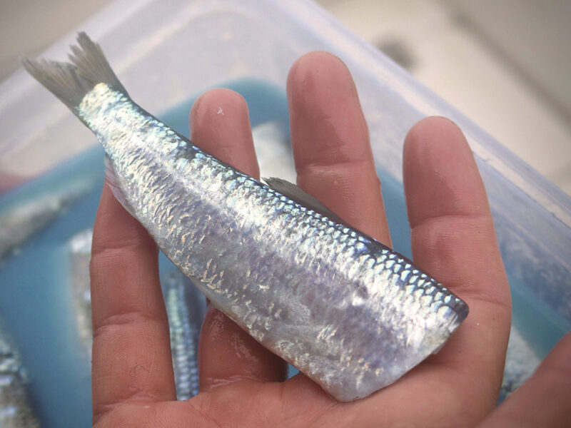 thumbnail image 2 of Folbe, Herring Cut Plug Guide, Salmon 2 of 10