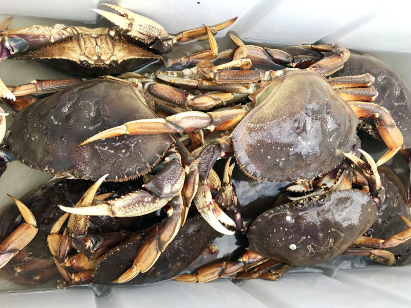 Puget Sound's first winter haul of Dungeness Crab!