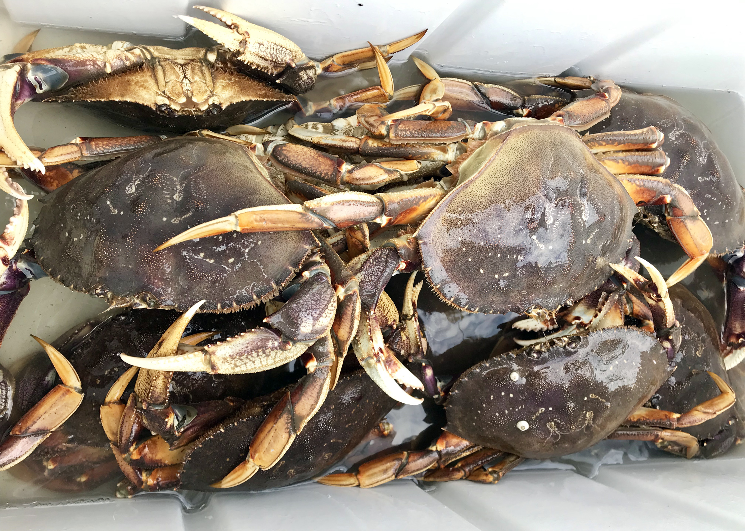 Puget Sound Crabbing Report Everett