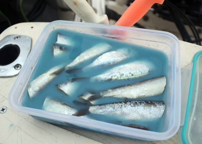 The Best Herring Brine Recipe in the Pacific Northwest Riptidefish