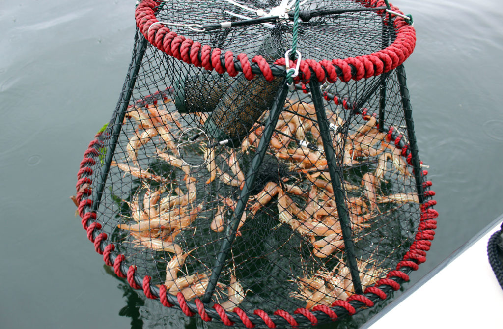 Pulling in shrimp net 