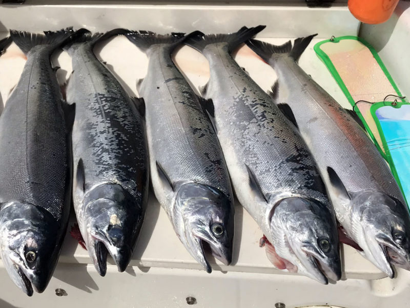Marine Area 10 Salmon Fishing Report