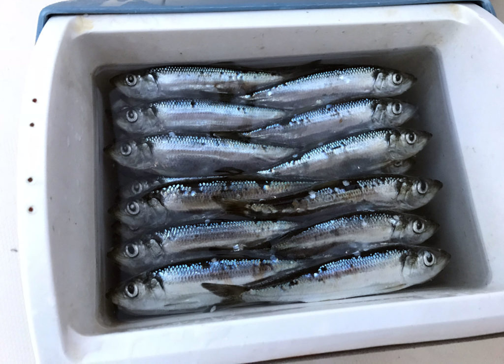 Cut Plug Herring Setup - Salmon Mooching & Trolling– Seattle Fishing Company