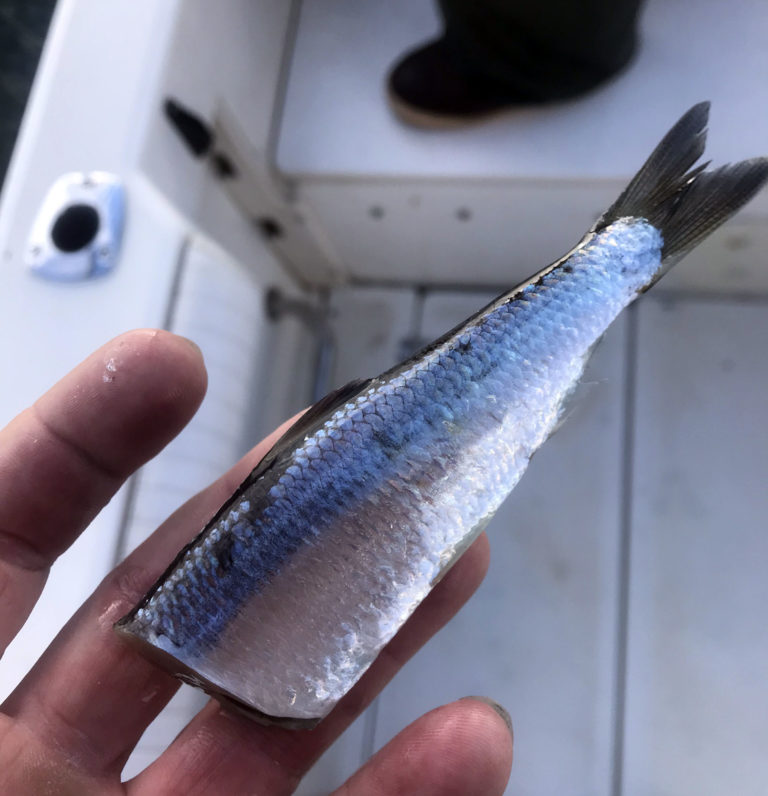 Master the Art of Salmon Mooching