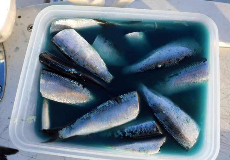 Master the Art of Salmon Mooching