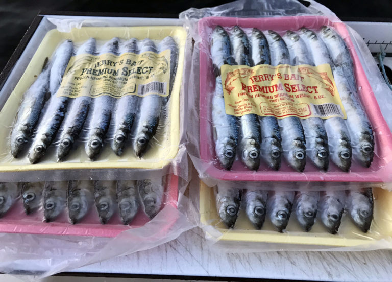 Master the Art of Salmon Mooching