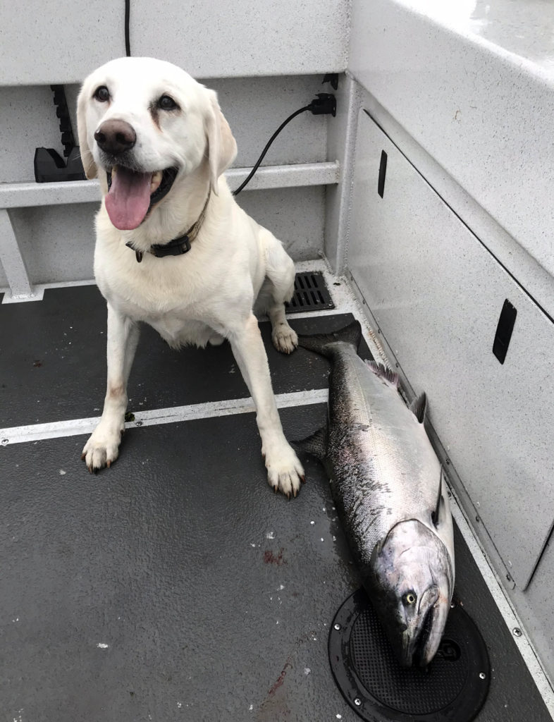 Mid Channel Bank Chinook Salmon