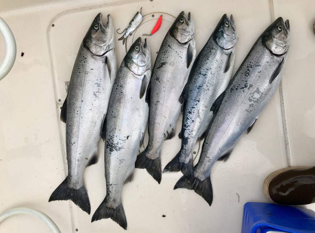 Puget Sound Coho Salmon Mooching