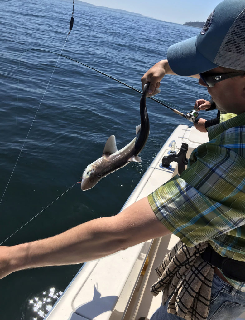 Puget Sound Salmon Mooching Dogfish