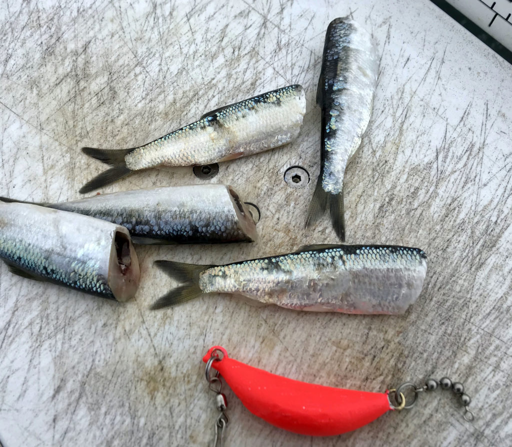 How to Fish: Gulf Islands Salmon Trolling Tactics 