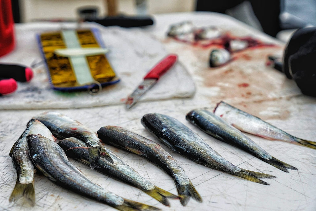 Westport Salmon Fishing Report
