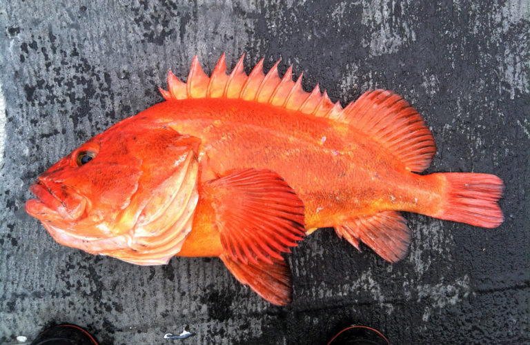 Lingcod, Rockfish, Bottomfish Archives Riptidefish